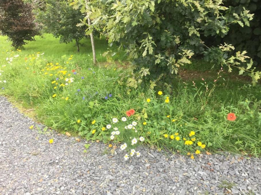 An Bothan-Cosy Cottage In The Cooley Mountains Dundalk Eksteriør billede