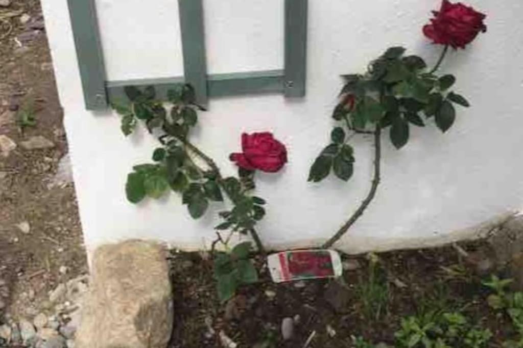 An Bothan-Cosy Cottage In The Cooley Mountains Dundalk Eksteriør billede